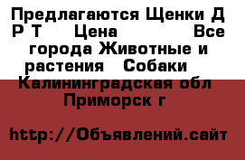 Предлагаются Щенки Д.Р.Т.  › Цена ­ 15 000 - Все города Животные и растения » Собаки   . Калининградская обл.,Приморск г.